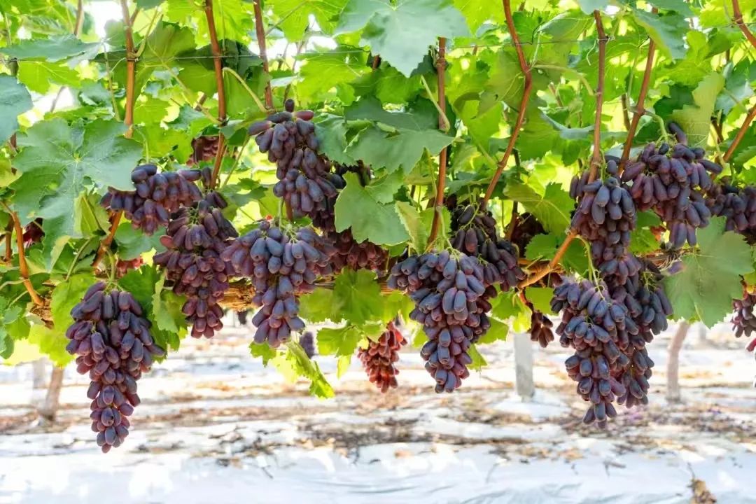 beats365(中国区)-唯一官方网站