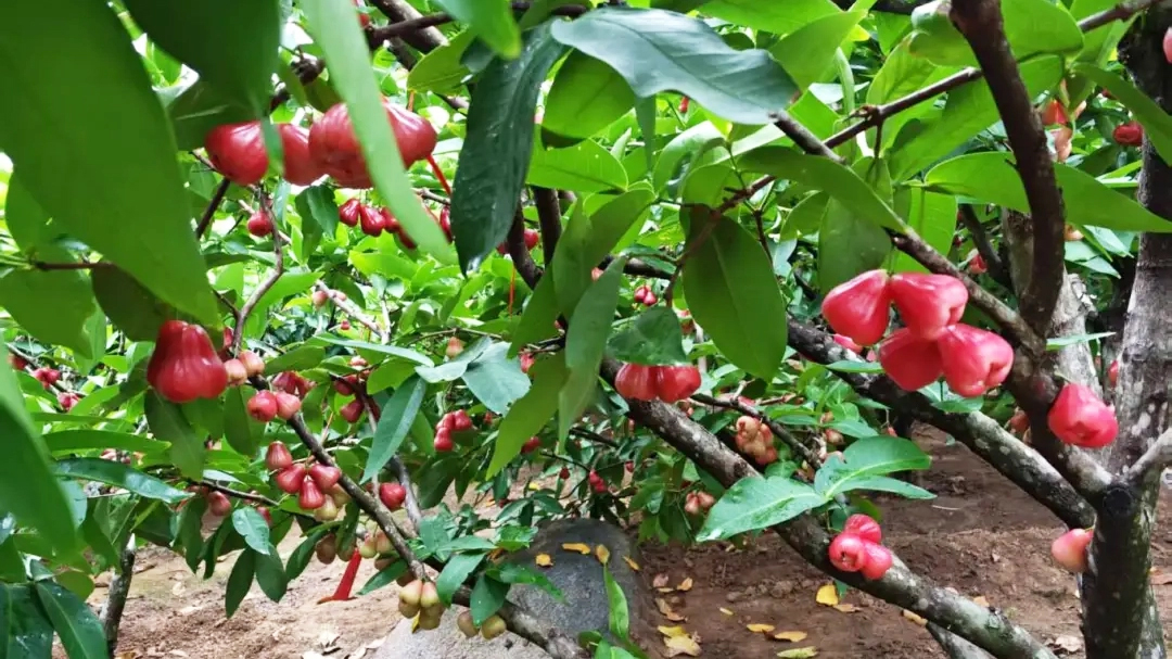 beats365(�й���)-Ψһ�ٷ���վ